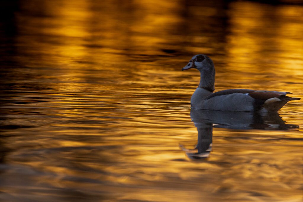 Nilgans im goldenen Licht auf dem Wasser