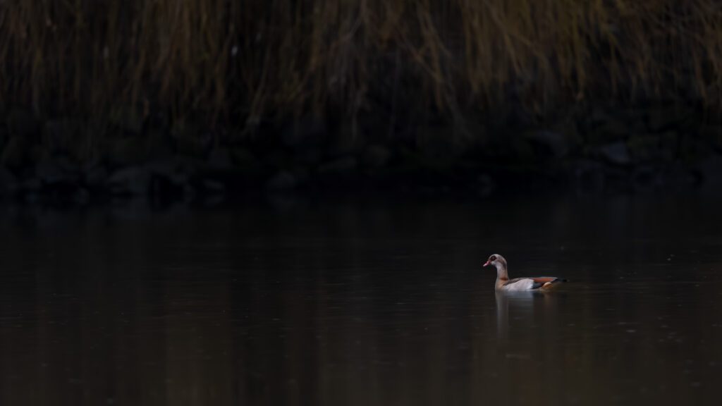 Nilgans auf dem Wasserr