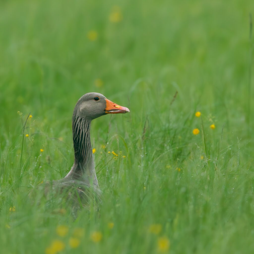 Graugans schaut aus der Wiese heraus