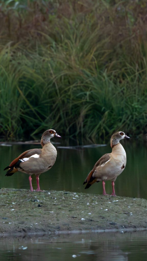 2 Nilgänse beim beobachten