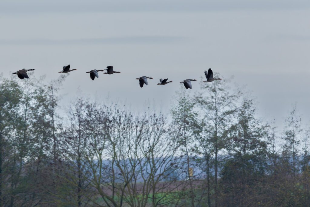 Gänse im Flug