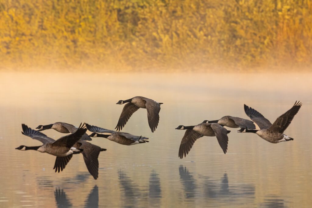 Kanadagänse beim morgendlichen Abflug