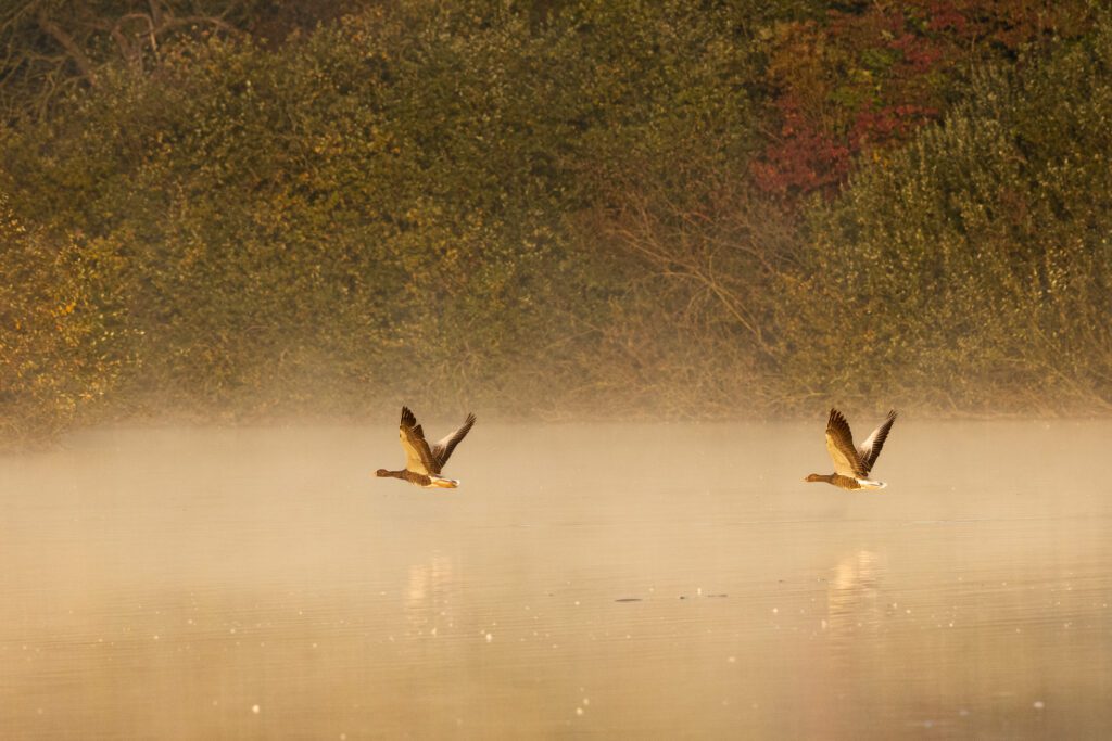 Kanadagänse beim morgendlichen Abflug