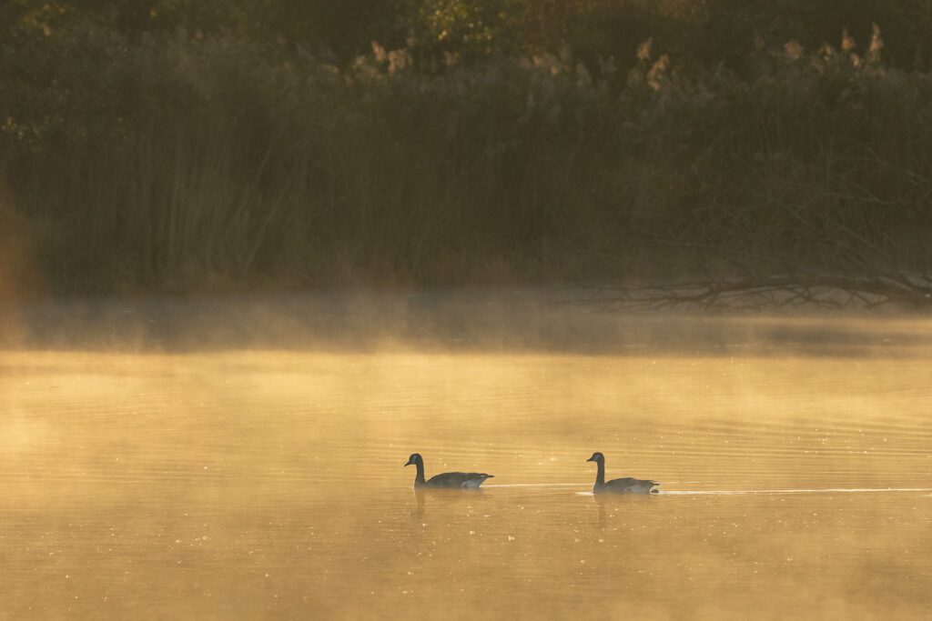 Gänse auf dem See beim Sonnenaufgang