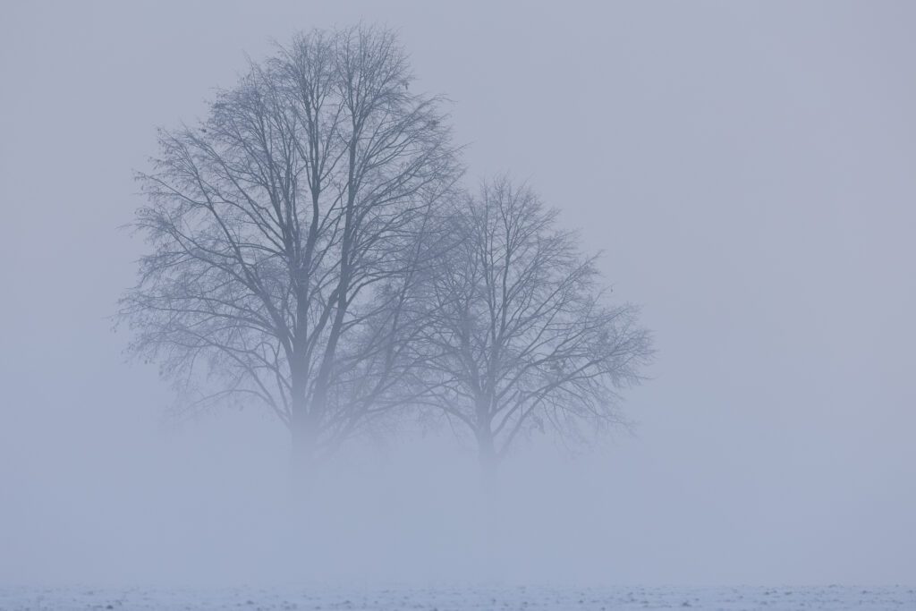 Baum im Nebel bei erstem Schnee