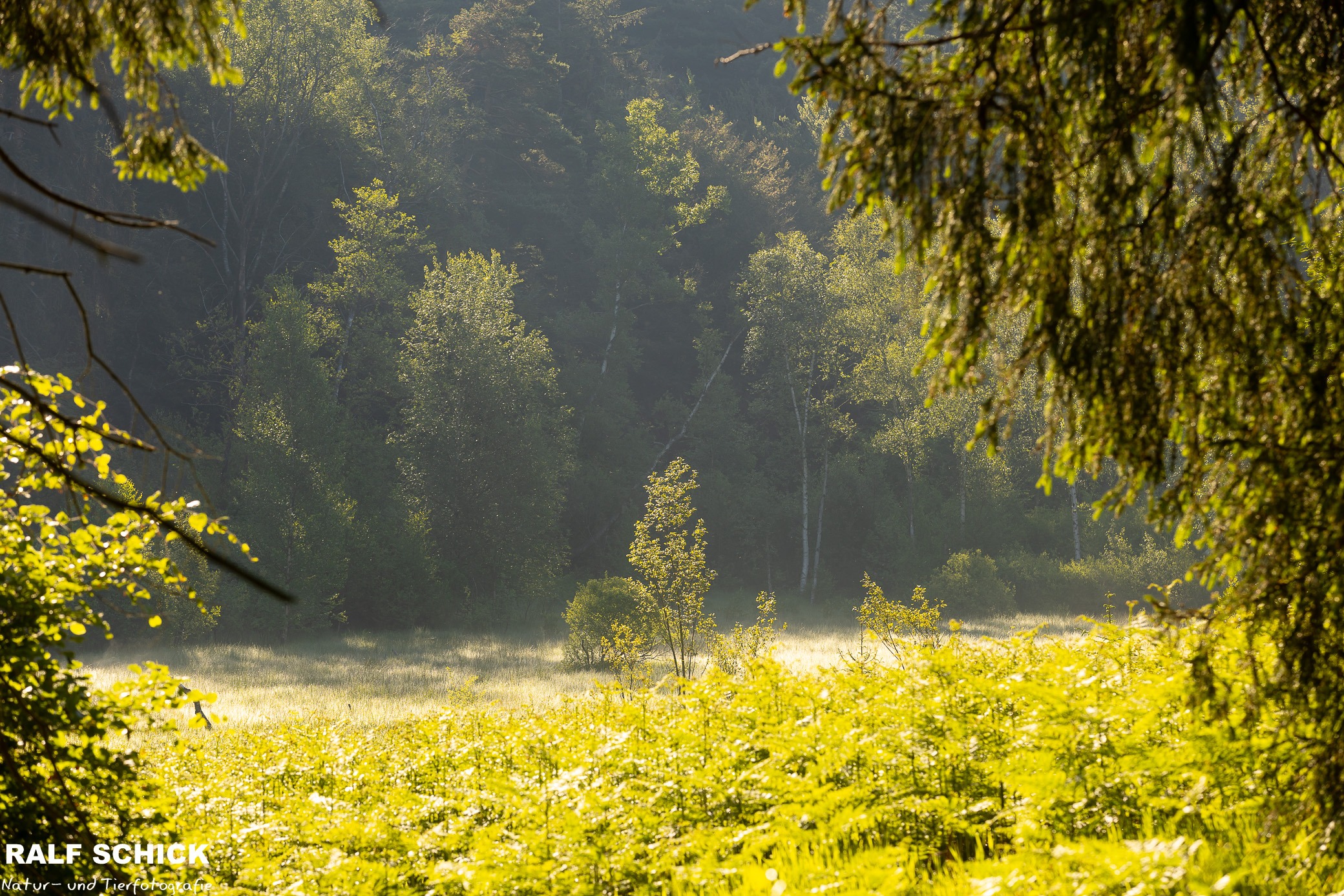 Die Natur – Deine Quelle für Gesundheit und Ausgeglichenheit