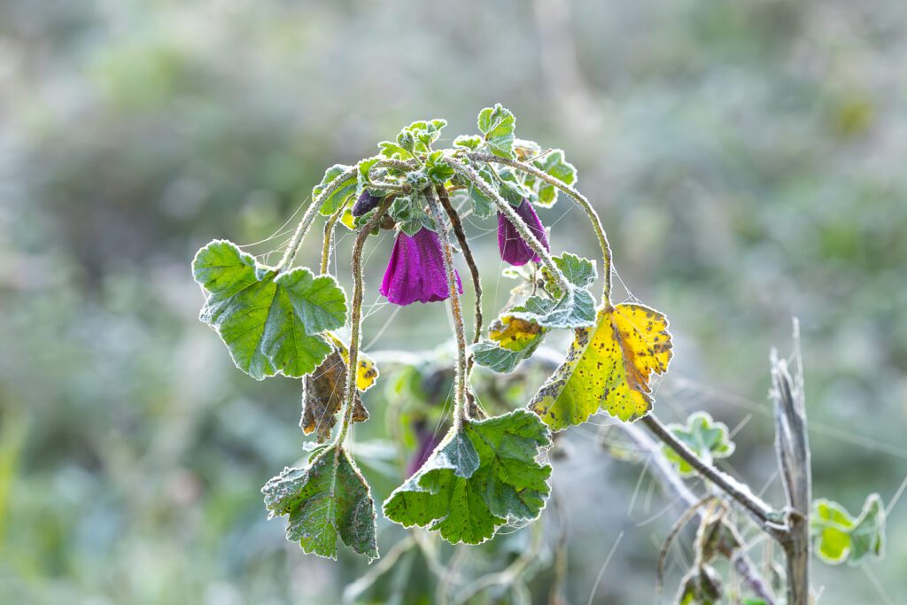 blühende Blumen mit Eiskristalle