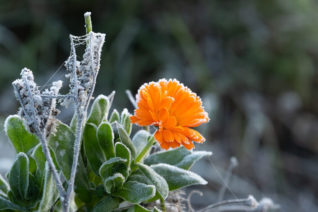 blühende Blumen mit Eiskristalle