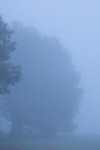 Baum im Nebel