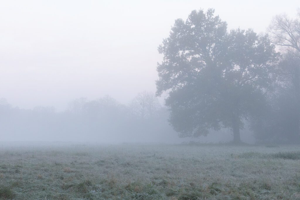 Baum im Nebel