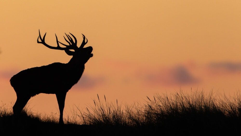 röhrender Hirsch bei Sonnenaufgang