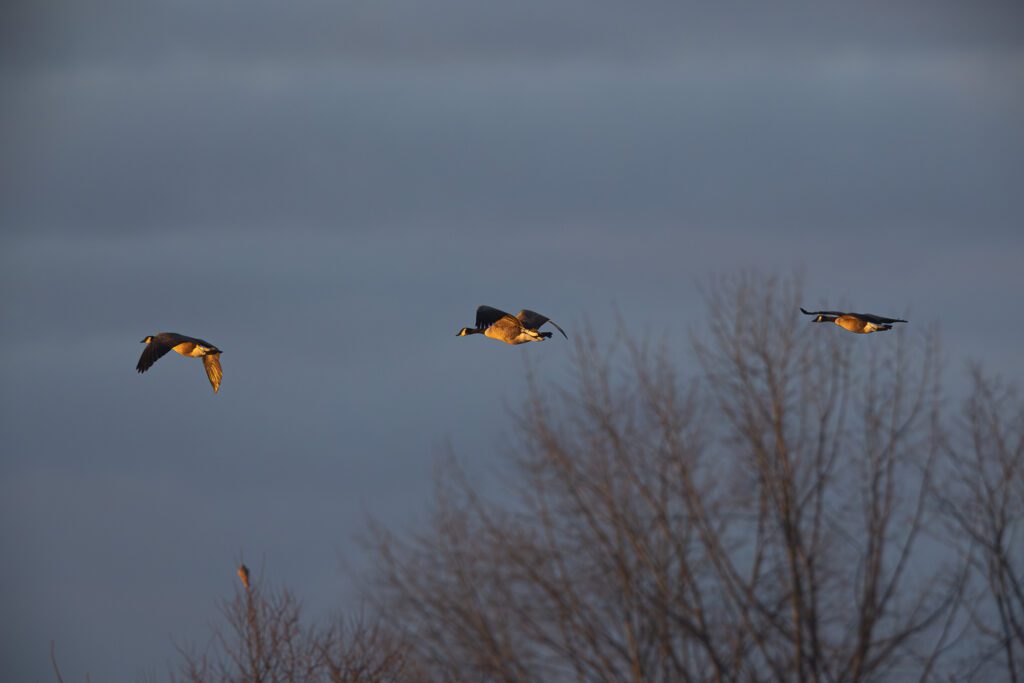 Kanadagänse beim morgendlichen Abflug