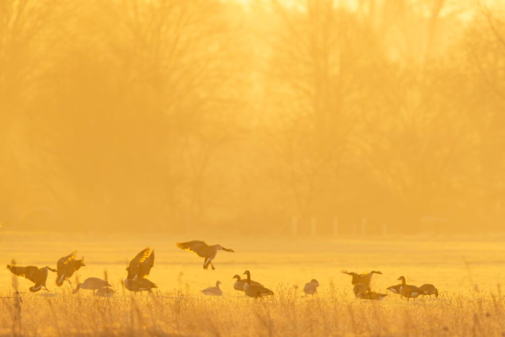 Gänse im goldenen Licht