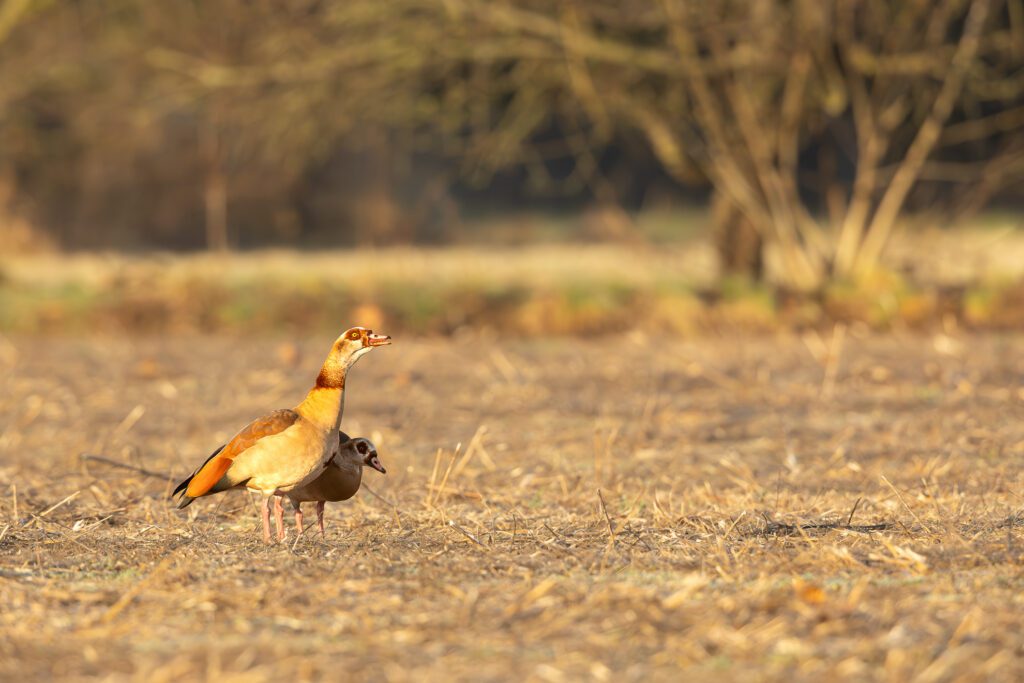 aufgeschreckte Nilgans